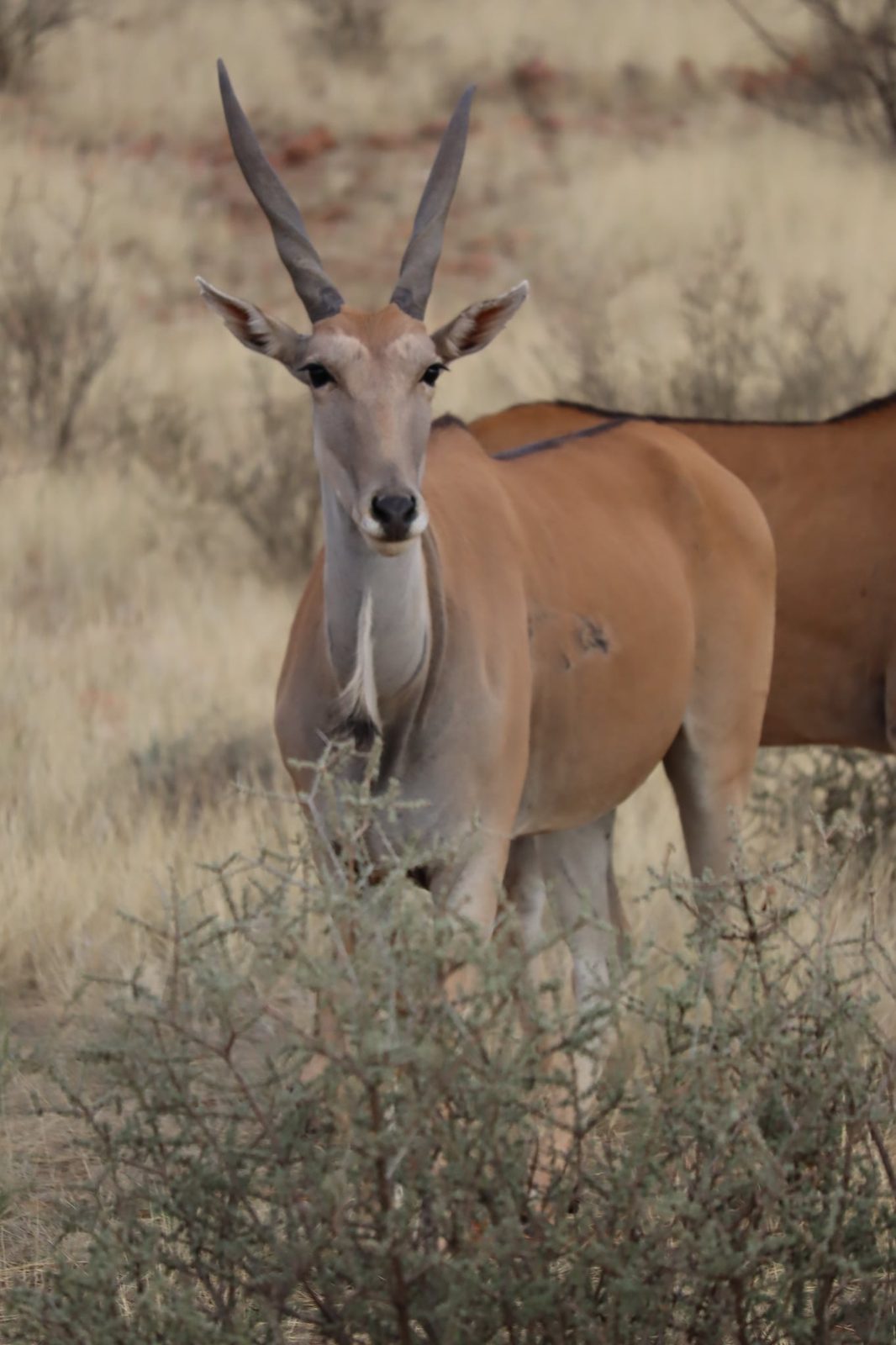 Safari, Namibia