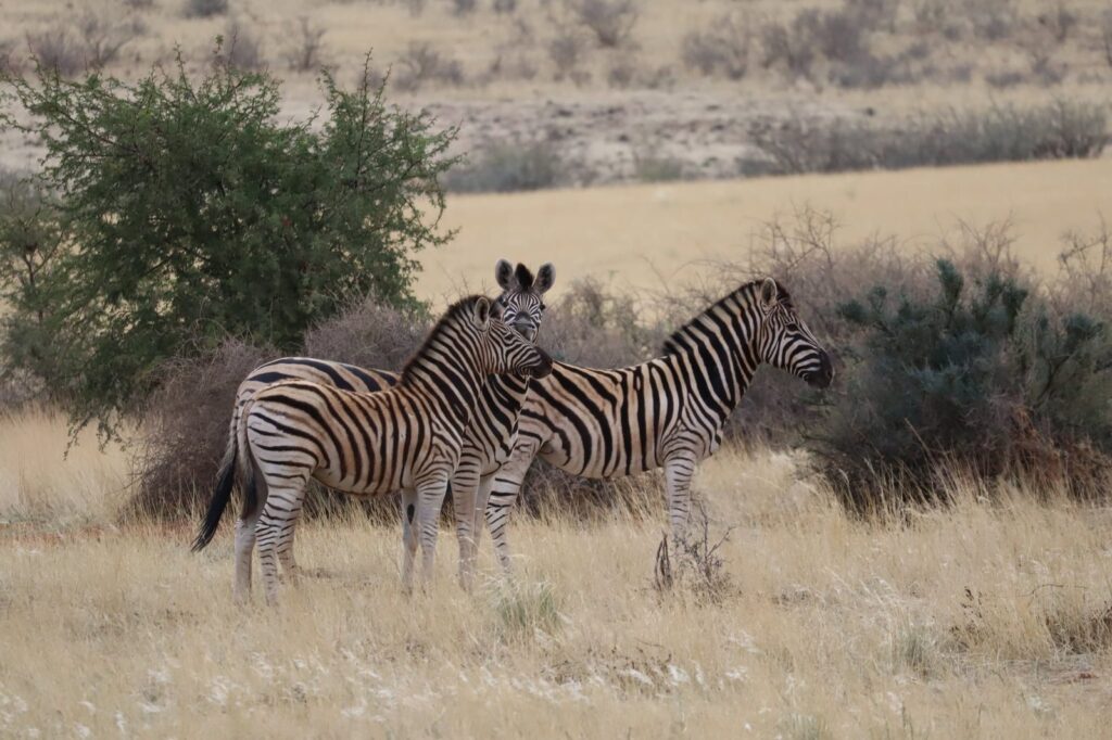 Safari, Namibia
