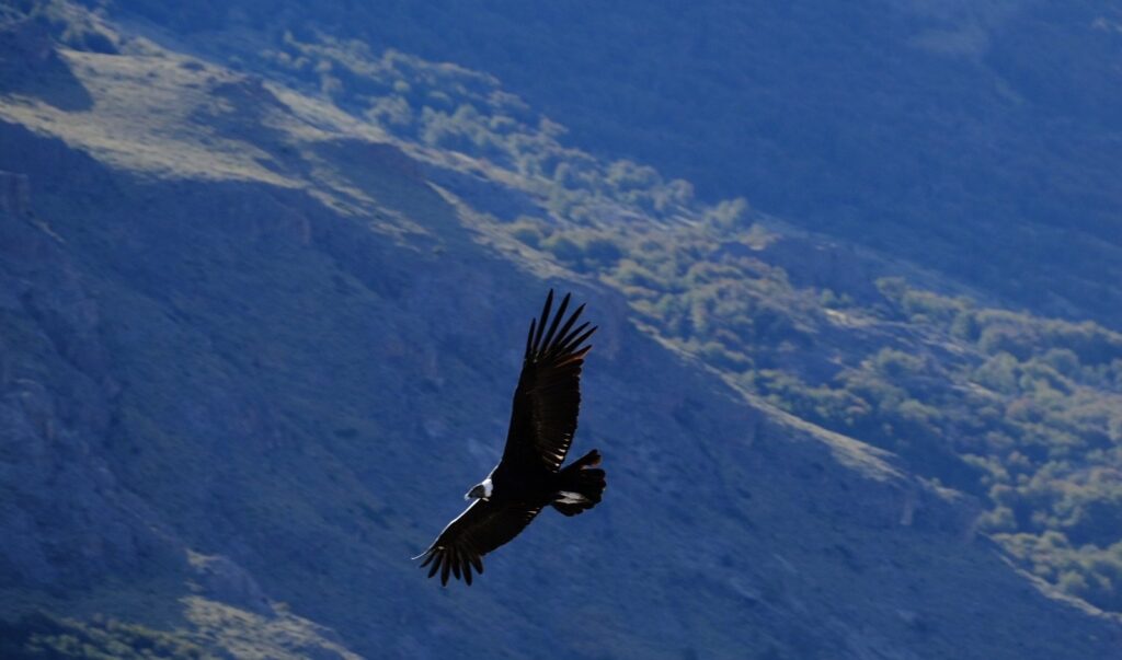 Andean condor, Patagonia